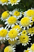 ARGYRANTHEMUM PACIFIC GOLD