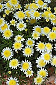 ARGYRANTHEMUM PACIFIC GOLD