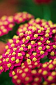 ACHILLEA PAPRIKA