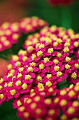 ACHILLEA PAPRIKA