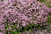 THYMUS PINK RIPPLE