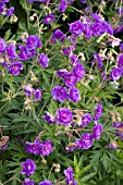 GERANIUM PLENUM VIOLACEUM