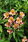 ALSTROEMERIA PRINCES FREDERIKA