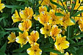 ALSTROEMERIA PRINCESS SOPHIA