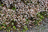 SAXIFRAGA FORTUNEI