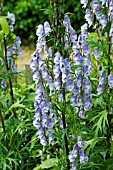 ACONITUM STAINLESS STEEL