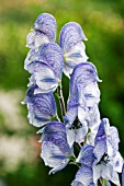 ACONITUM STAINLESS STEEL