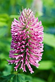 TRIFOLIUM RUBENS RED FEATHERS