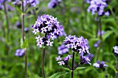 VERBENA CORYMBOSA