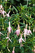 FUCHSIA WHITEKNIGHTS BLUSH