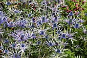 ERYNGIUM X ZABELII