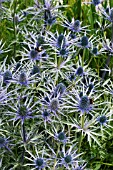 ERYNGIUM X ZABELII