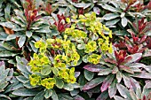 EUPHORBIA HELENAS BLUSH