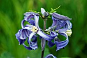 CLEMATIS HERACLEIFOLIA ALAN BLOOM