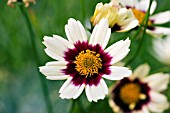 COREOPSIS SNOWBERRY