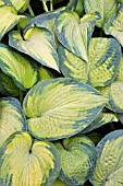 HOSTA BRIGHT LIGHTS