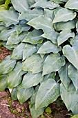 HOSTA DEVON BLUE