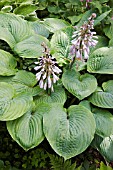 HOSTA DEVON GIANT