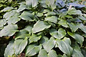 HOSTA FOUNTAIN