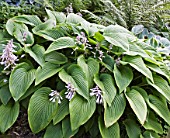 HOSTA GREEN ACRES