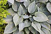 HOSTA HAPPINESS