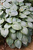 HOSTA HEARTHOS BLUE