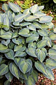 HOSTA JUNE