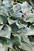 HOSTA SIEBOLDII SPATHULATA