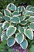 HOSTA TAMBOURNE