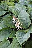 HOSTA TOKUDAMA FLAVOCIRCINALIS