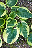 HOSTA TWILIGHT