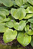 HOSTA ZOUNDS