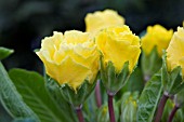 PRIMULA PRIMLET YELLOW