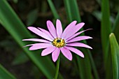 OSTEOSPERMUM LANGTREES