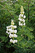 LUPINUS ARBOREUS ALBA