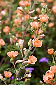 SPHAERALCEA CHILDERLEY