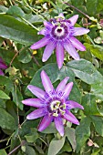 PASSIFLORA AMETHYST