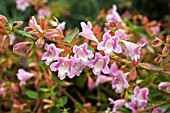 ABELIA BUMBLEBEE