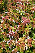 ABELIA KALEIDOSCOPE