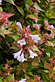 ABELIA KALEIDOSCOPE