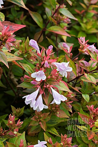 ABELIA_KALEIDOSCOPE