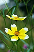 BIDENS HANNAYS LEMON DROP