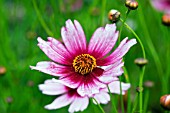 COREOPSIS SWEET DREAMS