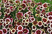 COREOPSIS TURKISH DELIGHT