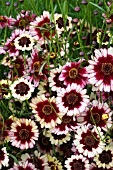 COREOPSIS TURKISH DELIGHT