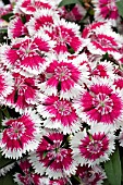 DIANTHUS FESTIVAL