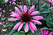 ECHINACEA ELTON KNIGHT