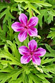 GERANIUM STARMAN