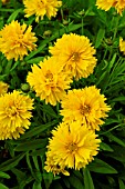 COREOPSIS GOLDEN POMPOM