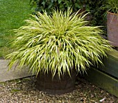 HAKONECHLOA MACRA ALBOAUREA IN A TUB